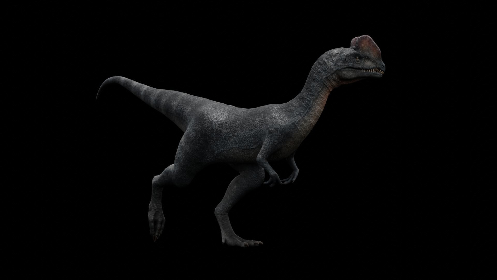 Dilophosaurus Dinosaur Low-poly 3D model_17