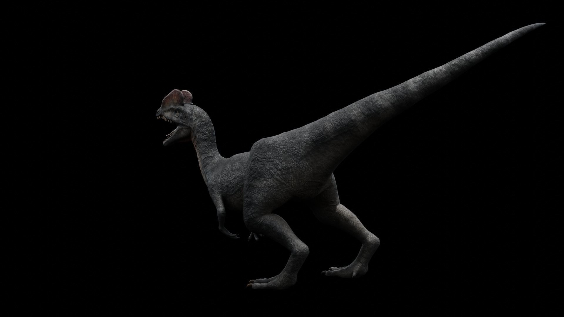 Dilophosaurus Dinosaur Low-poly 3D model_29