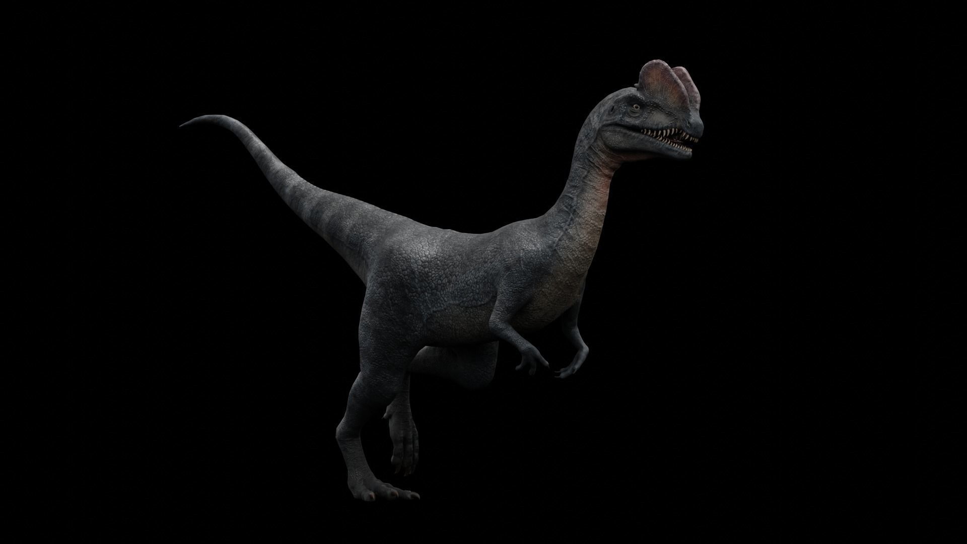 Dilophosaurus Dinosaur Low-poly 3D model_16