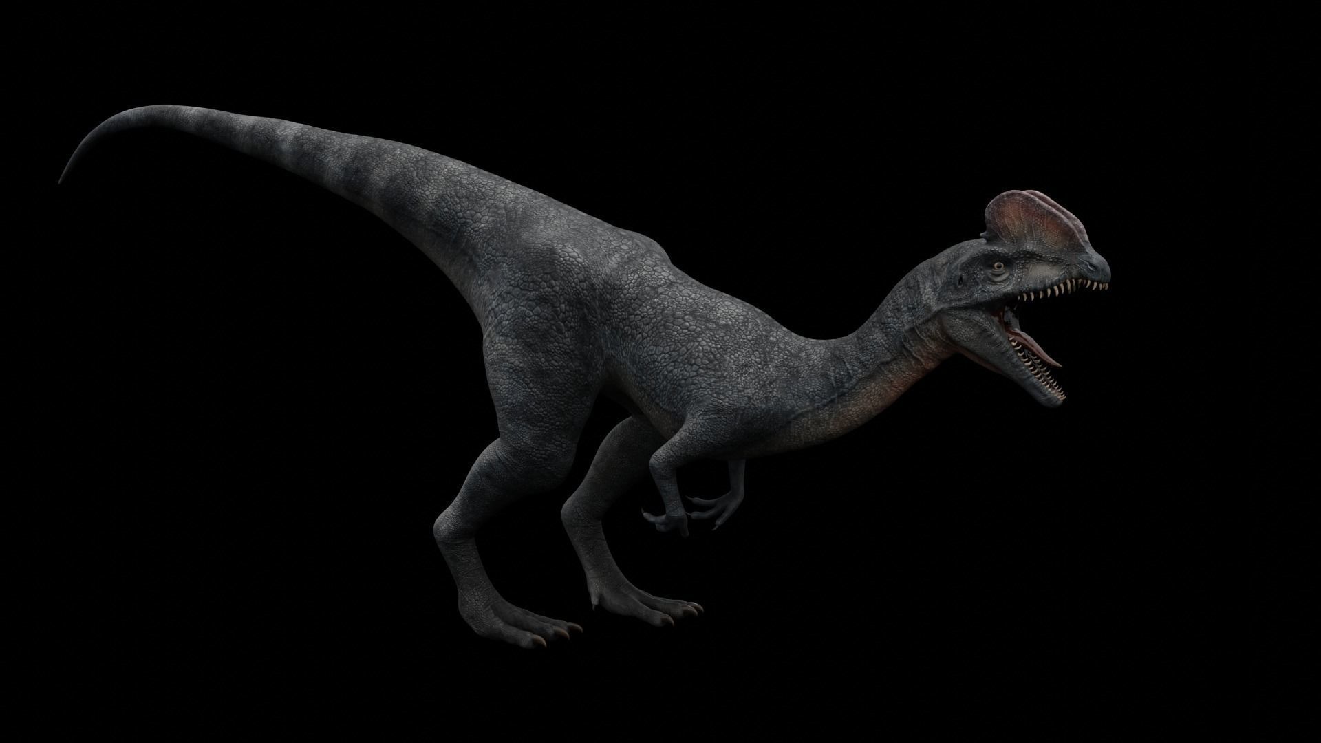 Dilophosaurus Dinosaur Low-poly 3D model_41