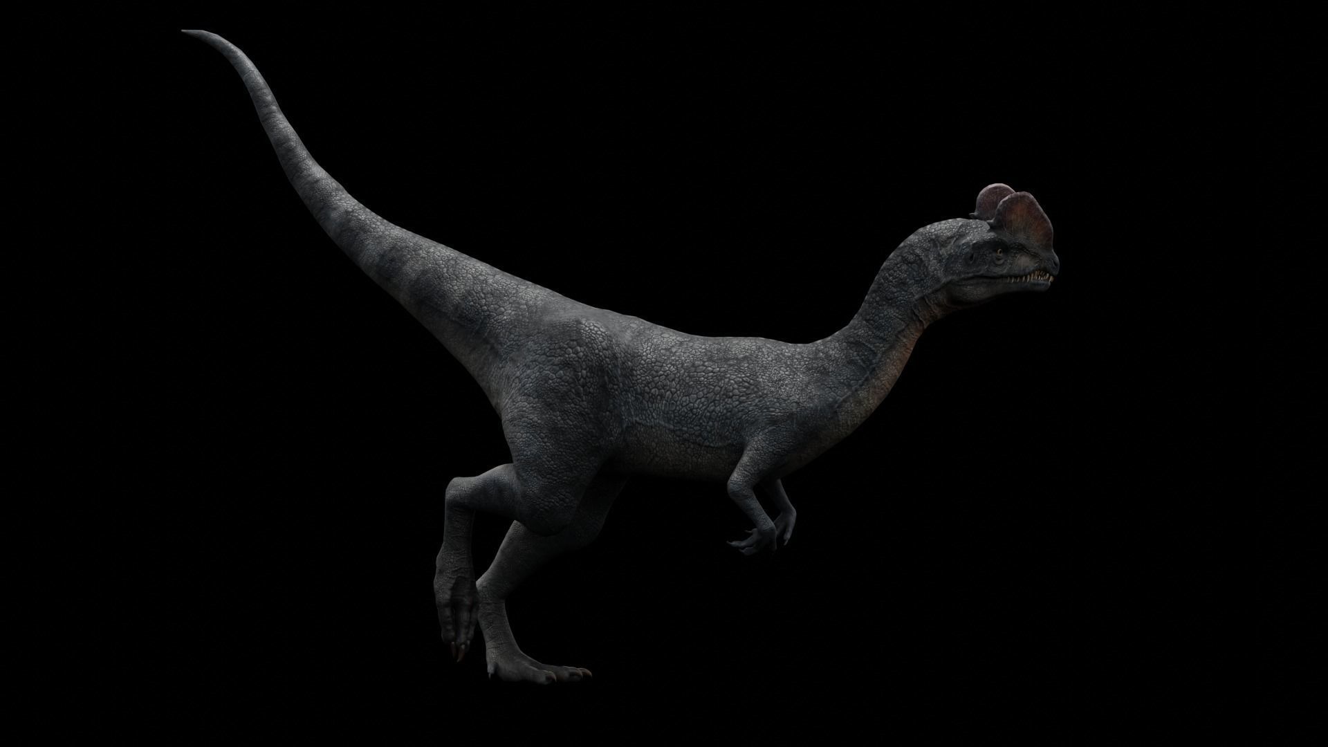 Dilophosaurus Dinosaur Low-poly 3D model_28