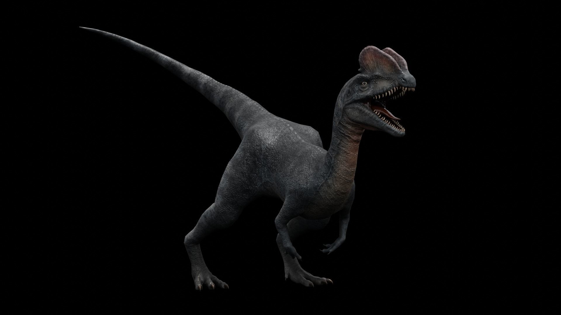 Dilophosaurus Dinosaur Low-poly 3D model_9