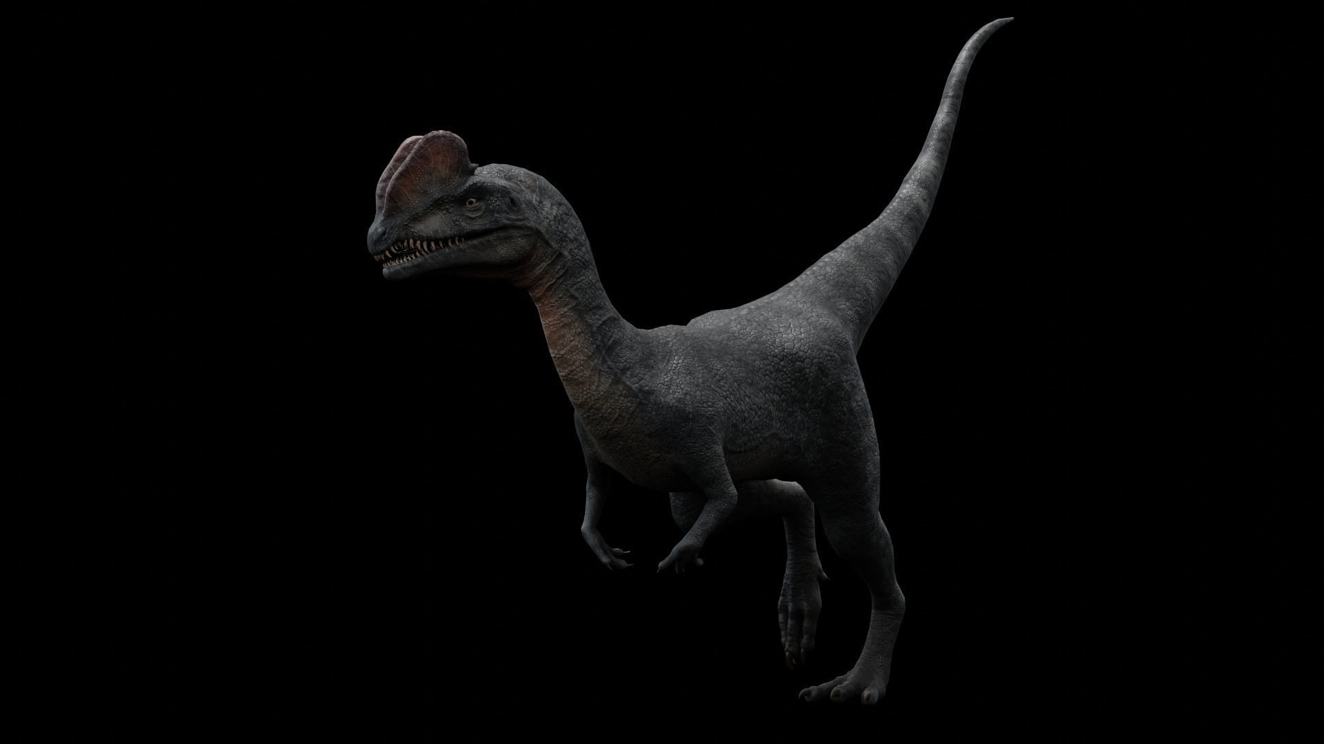 Dilophosaurus Dinosaur Low-poly 3D model_33