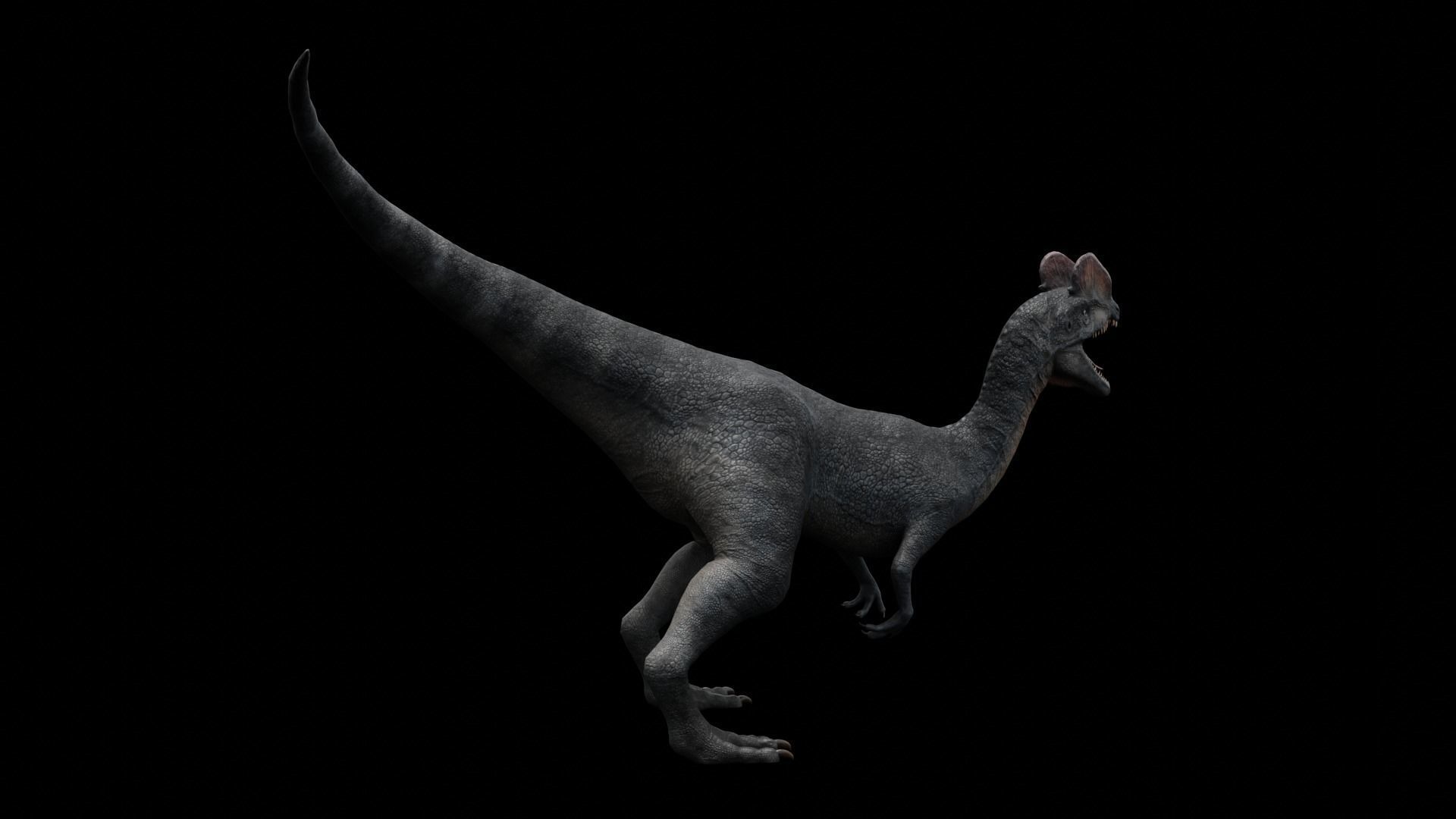 Dilophosaurus Dinosaur Low-poly 3D model_11