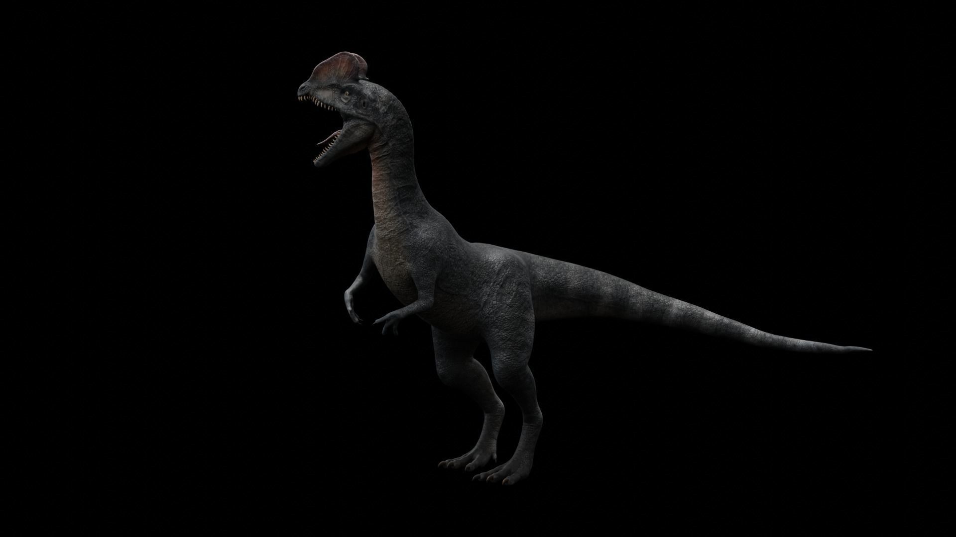 Dilophosaurus Dinosaur Low-poly 3D model_14