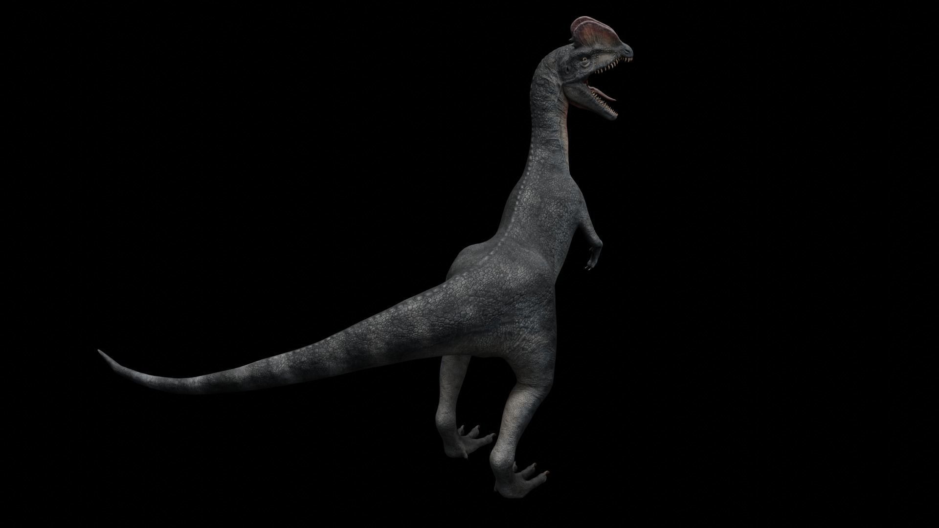 Dilophosaurus Dinosaur Low-poly 3D model_42