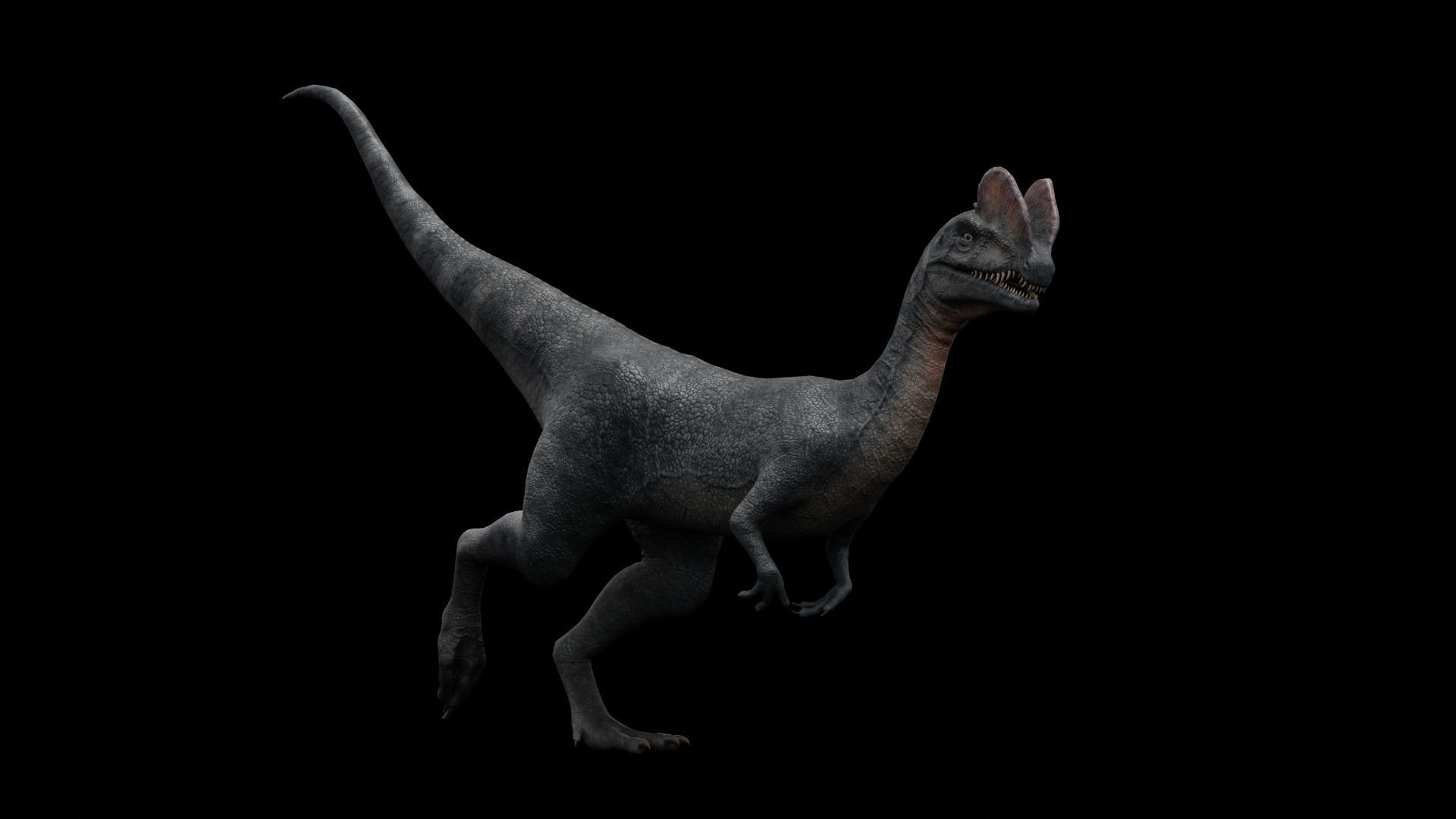 Dilophosaurus Dinosaur Low-poly 3D model_15