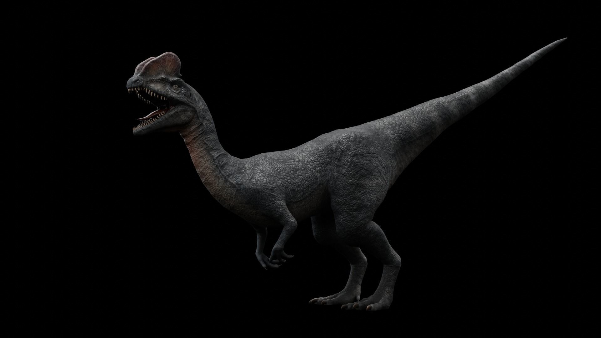 Dilophosaurus Dinosaur Low-poly 3D model_8