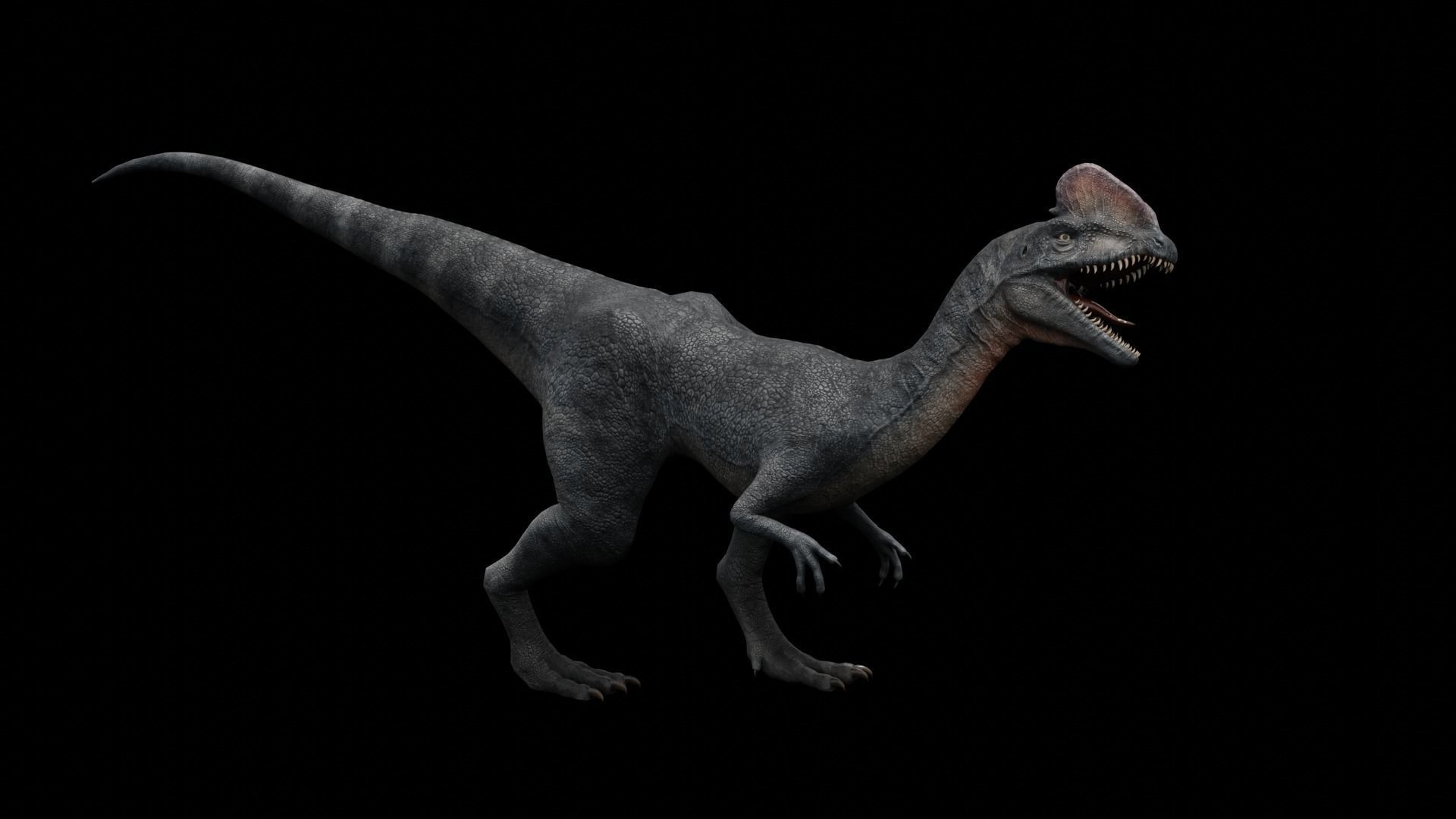 Dilophosaurus Dinosaur Low-poly 3D model_3