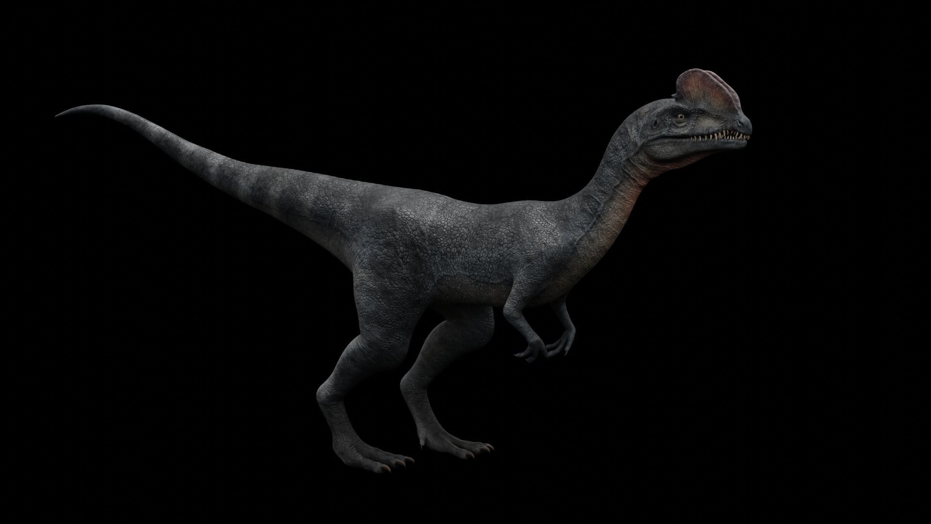 Dilophosaurus Dinosaur Low-poly 3D model_12