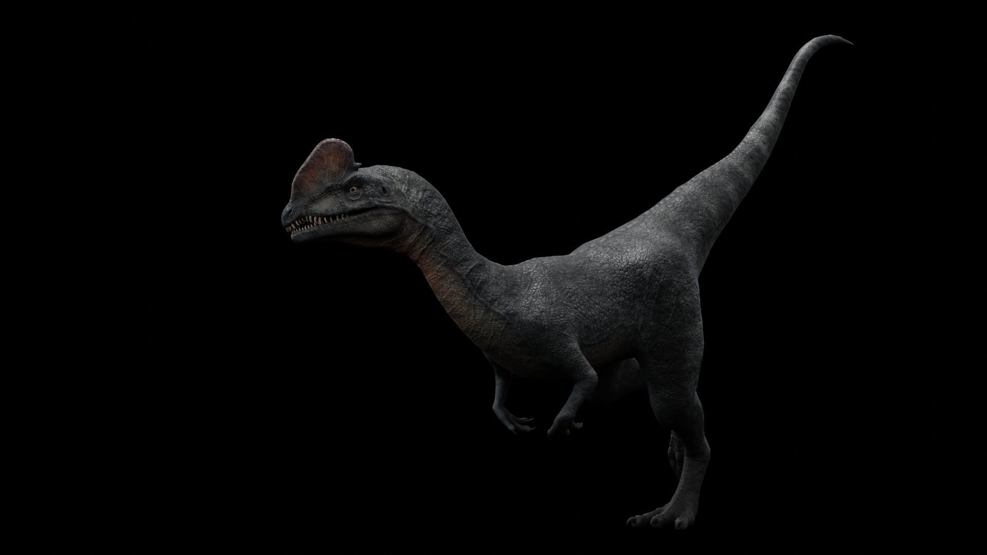 Dilophosaurus Dinosaur Low-poly 3D model_36