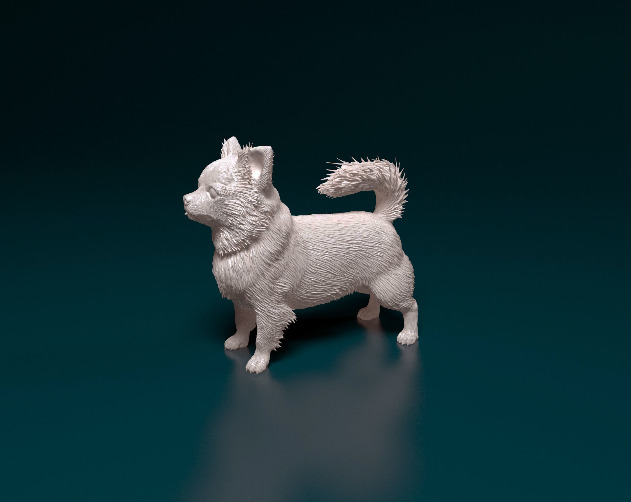 Chihuahua long-haired  3D print model_6