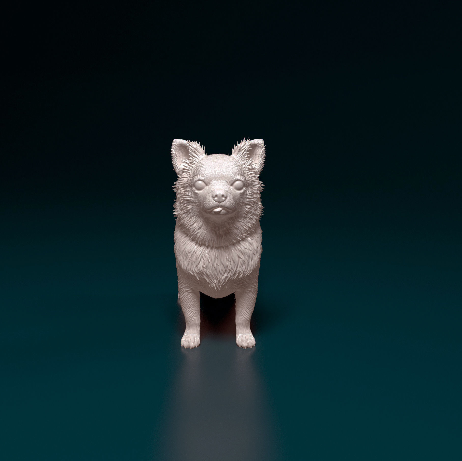 Chihuahua long-haired  3D print model_7