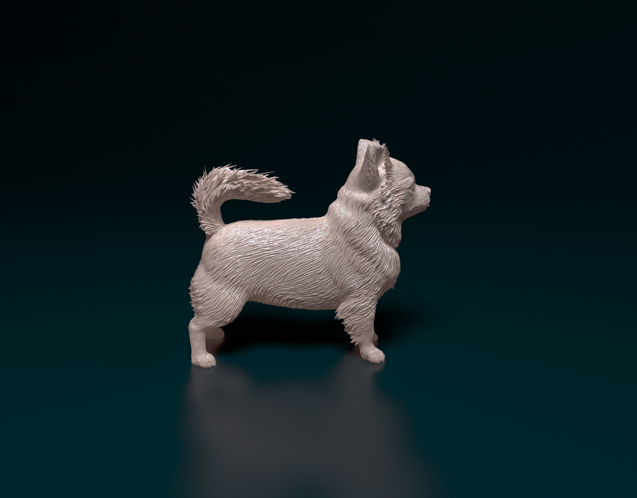 Chihuahua long-haired  3D print model_2