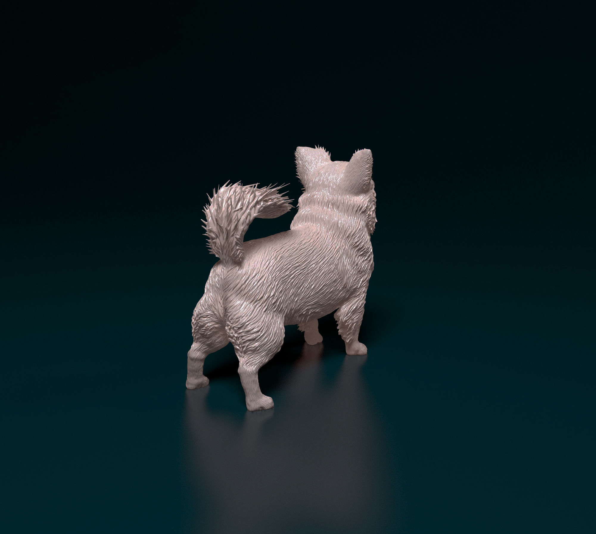 Chihuahua long-haired  3D print model_3
