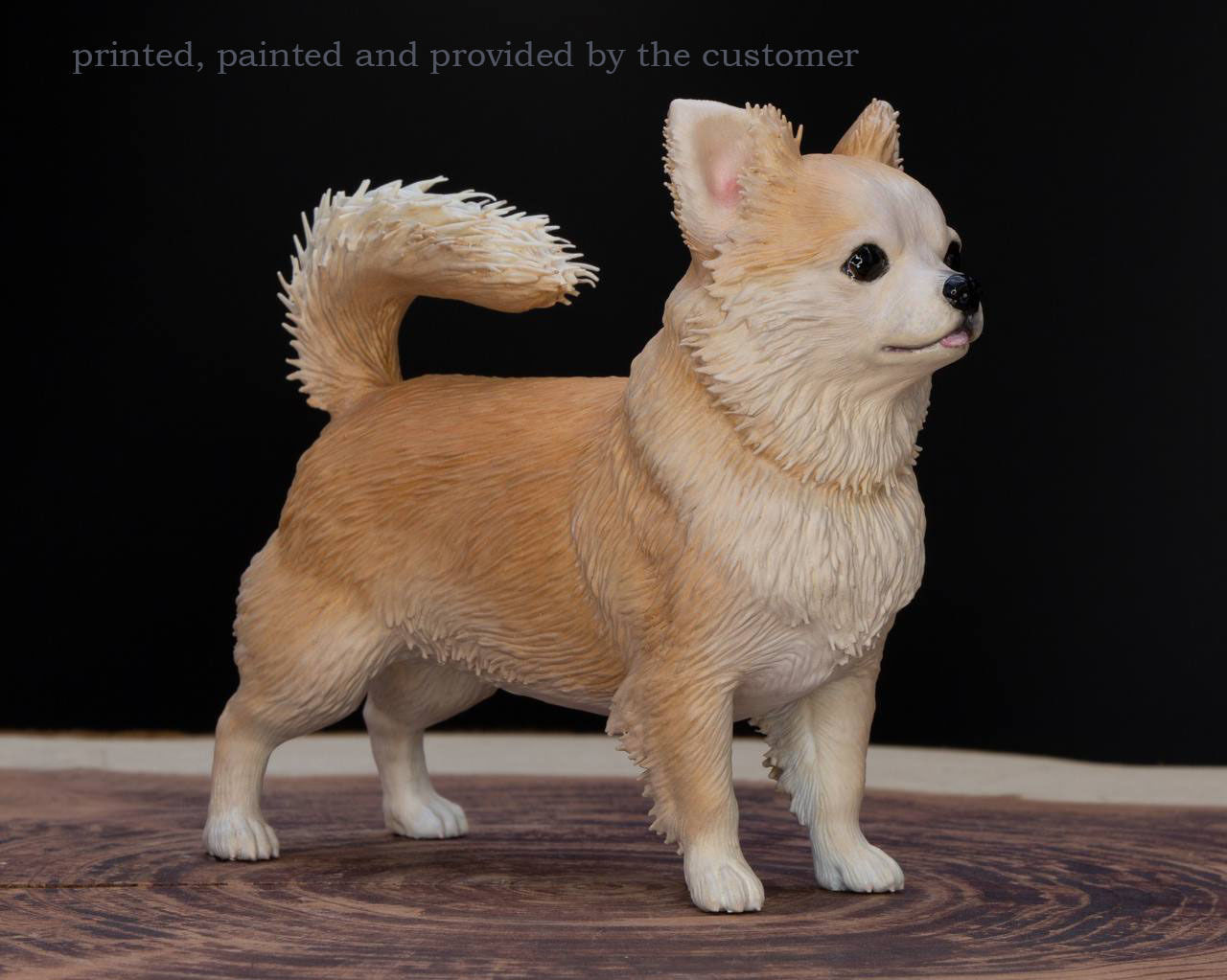 Chihuahua long-haired  3D print model_1