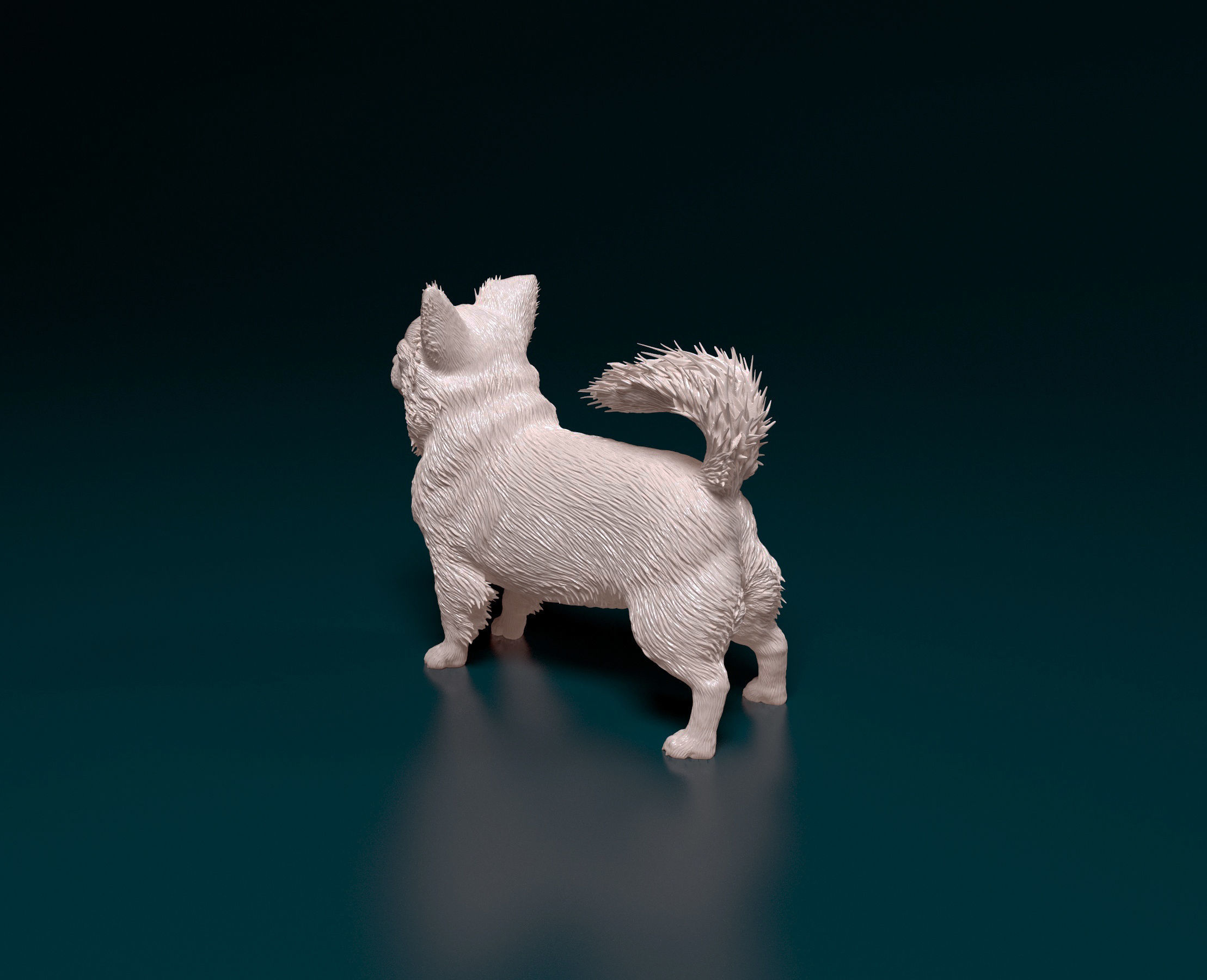 Chihuahua long-haired  3D print model_5