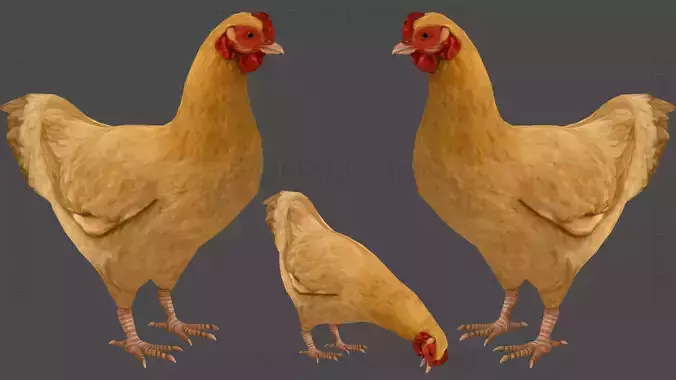 Hen chicken Animated Low-poly 3D model