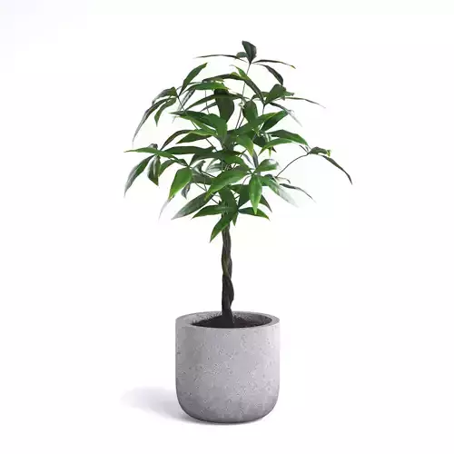 Money Tree Plant