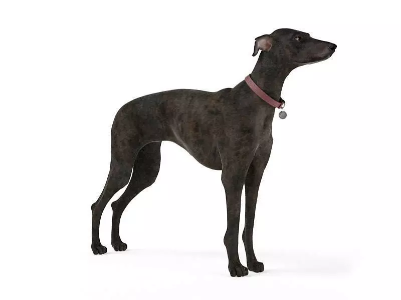 Brown Cropped Dog 3D model_0