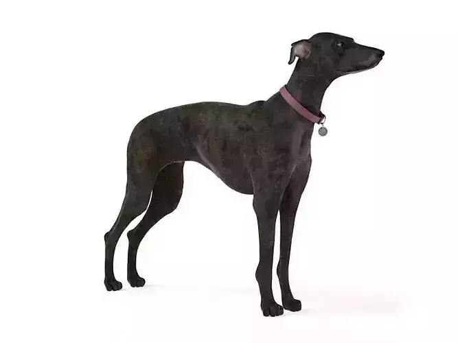 Brown Cropped Dog 3D model