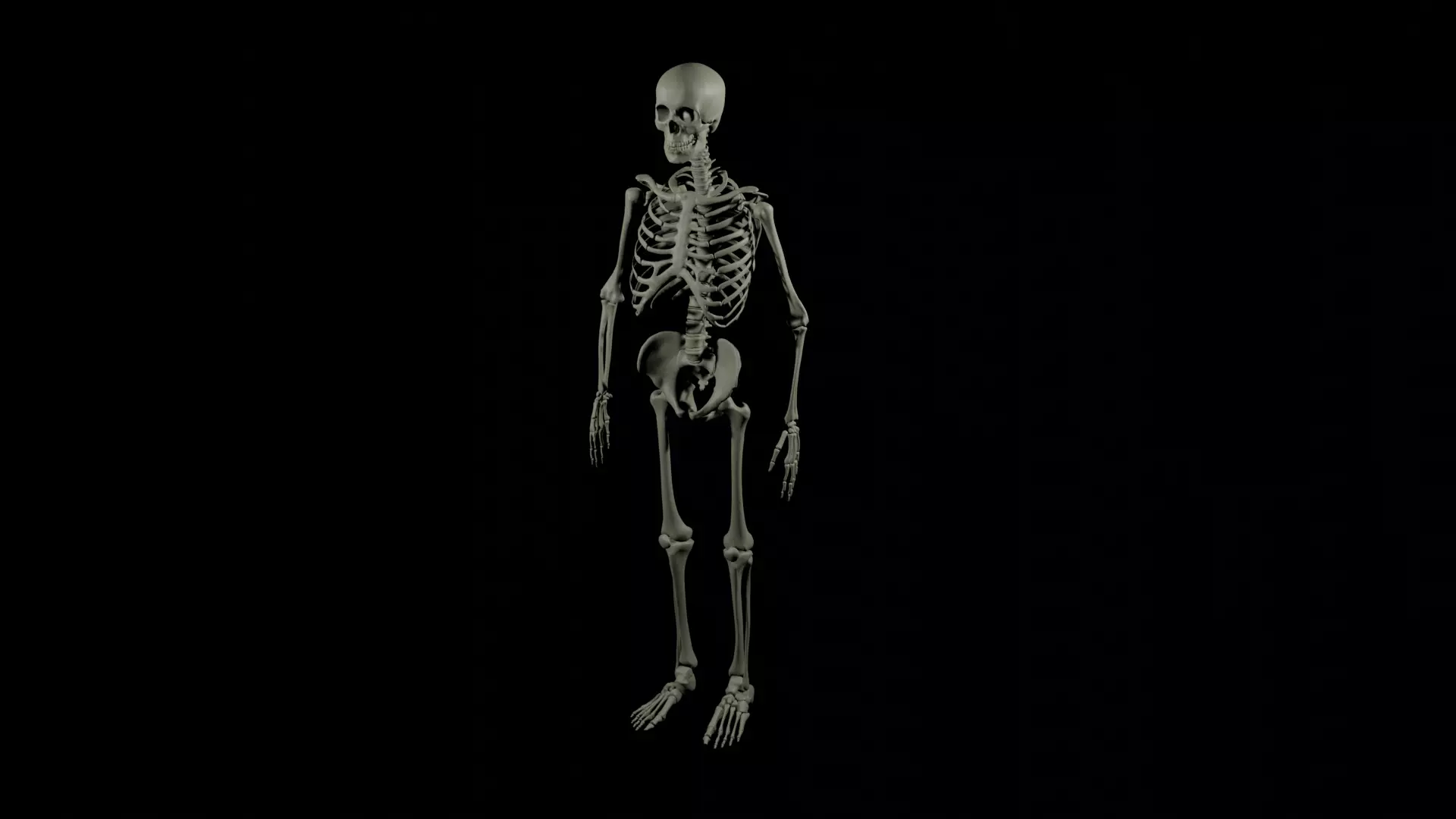 skeleton human Free 3D model