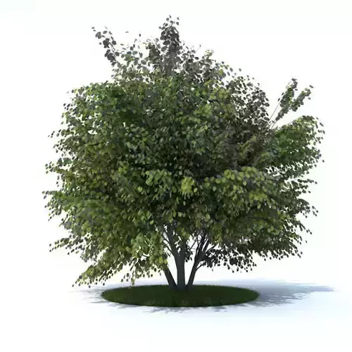 Mature Tree With All Leaves