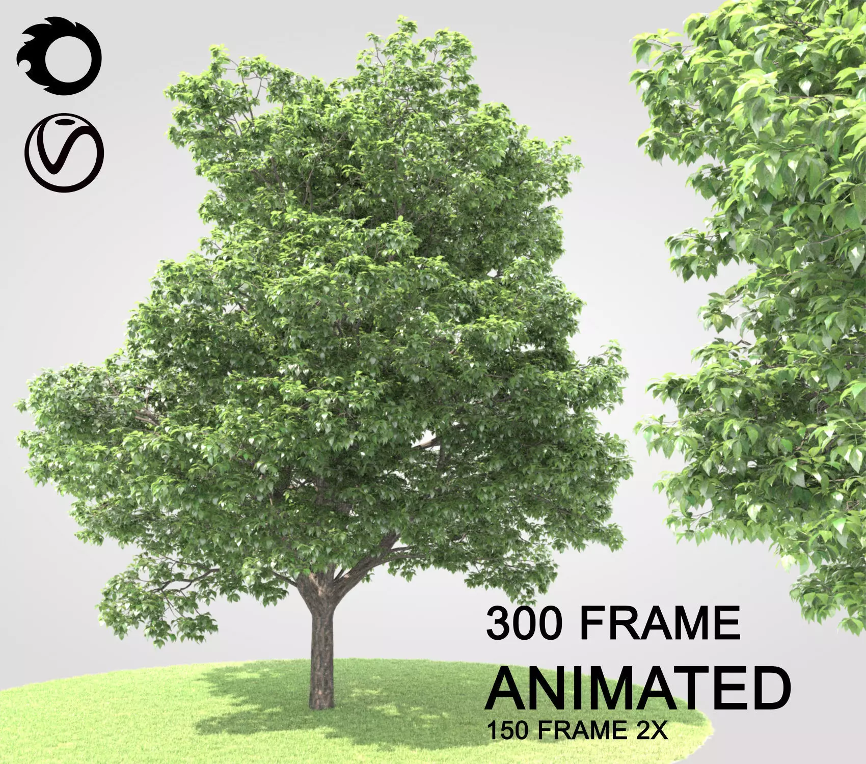 ENGLISH WALNUT 01 Spring 3D model_0