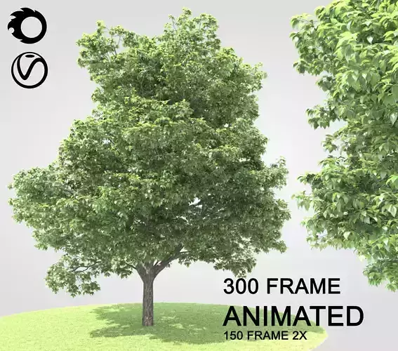 ENGLISH WALNUT 01 Spring 3D model
