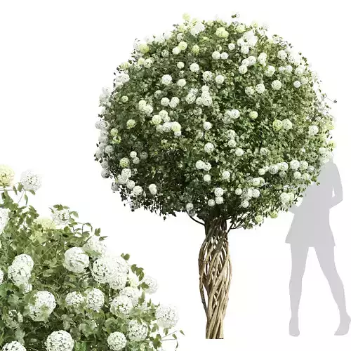New Plant High detail Viburnum Opulus Roseum Decorative Bush 3D model