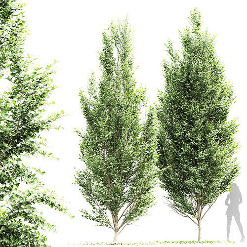 New Tree High detail Carpinus Betulus Broadleaf 3D model