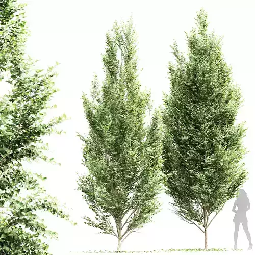 New Tree High detail Carpinus Betulus Broadleaf 3D model