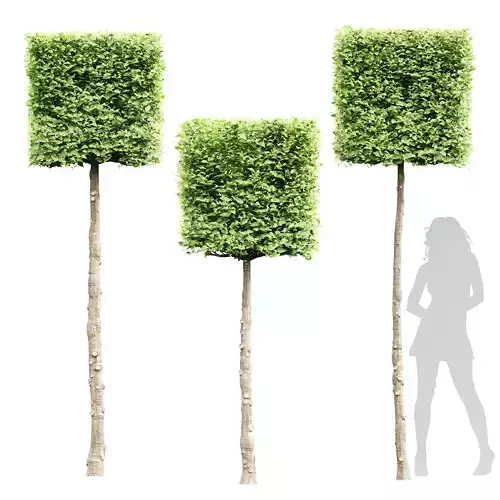 New Tree High detail Carpinus Betulus Broadleaf Box B 3D model