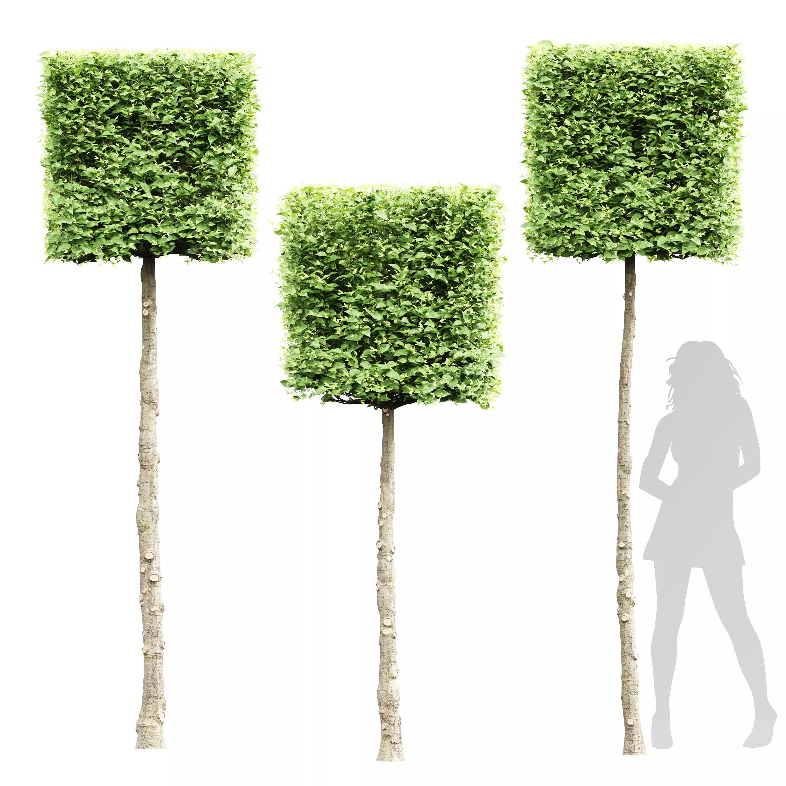 New Tree High detail Carpinus Betulus Broadleaf Box B 3D model_0