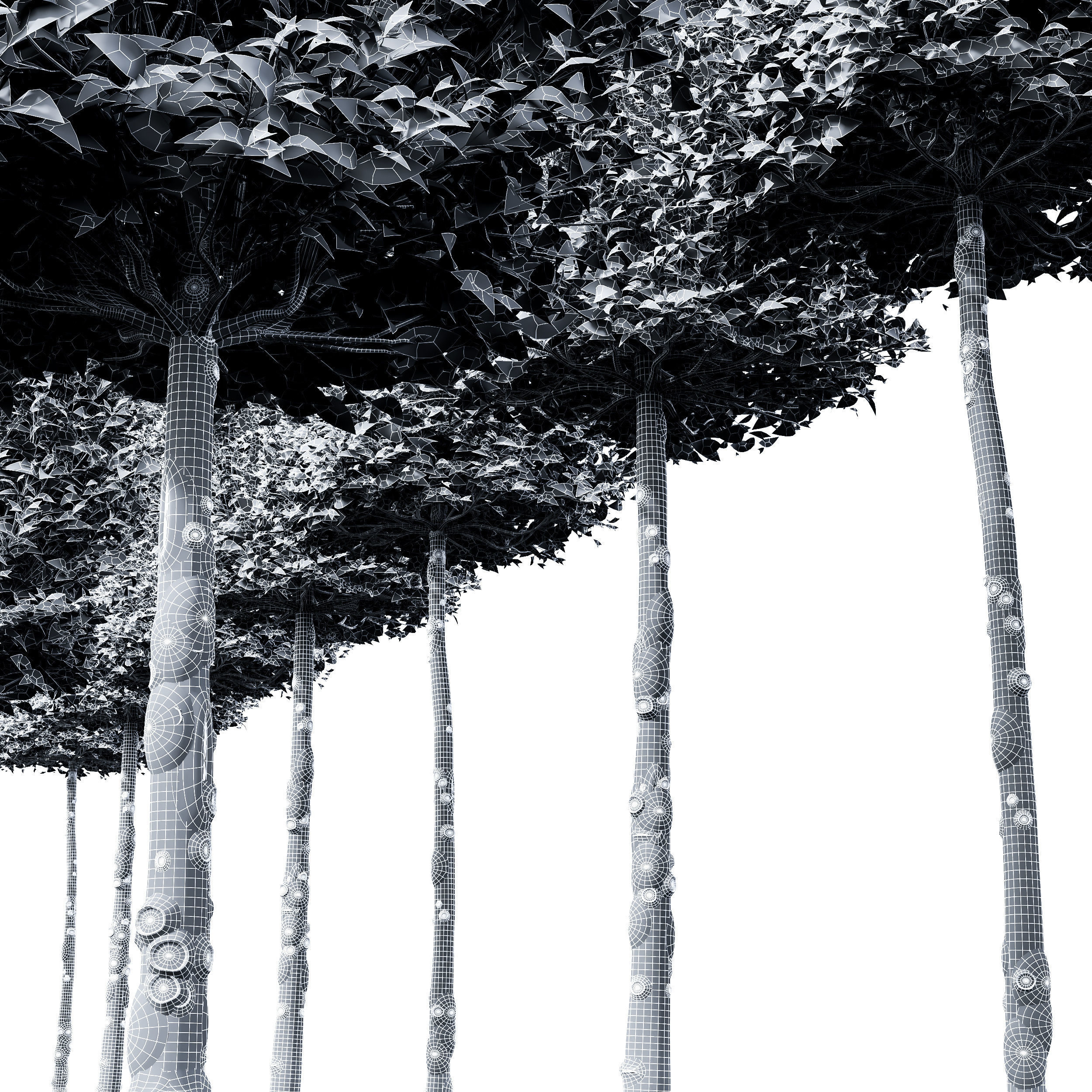 New Tree High detail Carpinus Betulus Broadleaf Box B 3D model_3