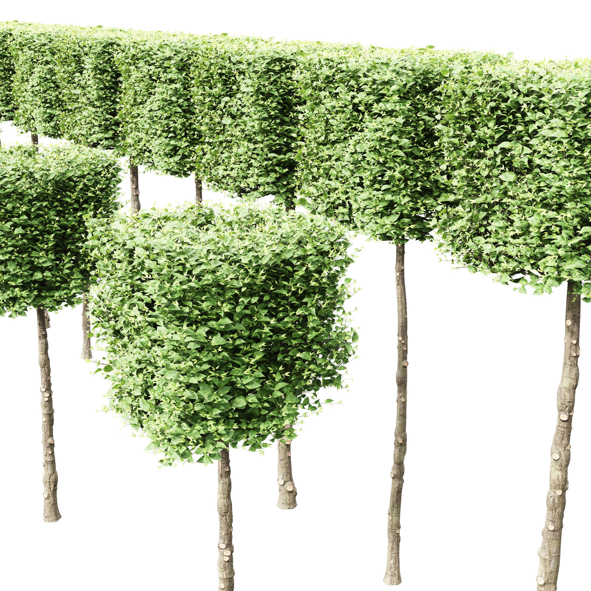 New Tree High detail Carpinus Betulus Broadleaf Box B 3D model_2