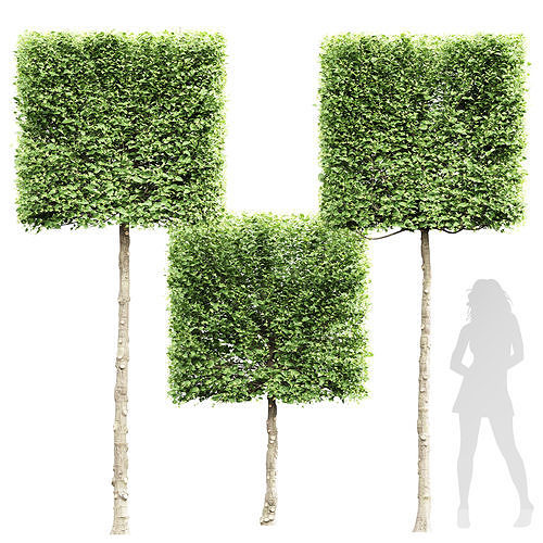 New Tree High detail Carpinus Betulus Broadleaf Box01 3D model