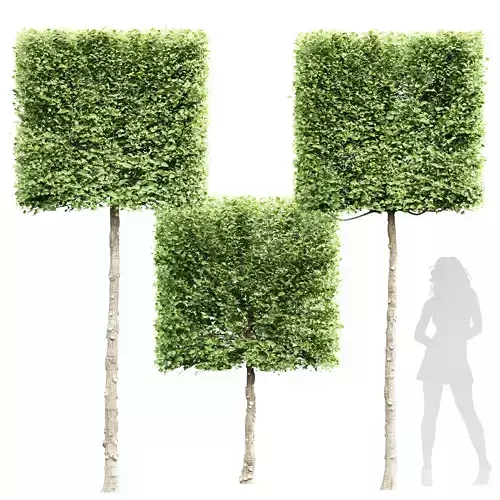 New Tree High detail Carpinus Betulus Broadleaf Box01 3D model