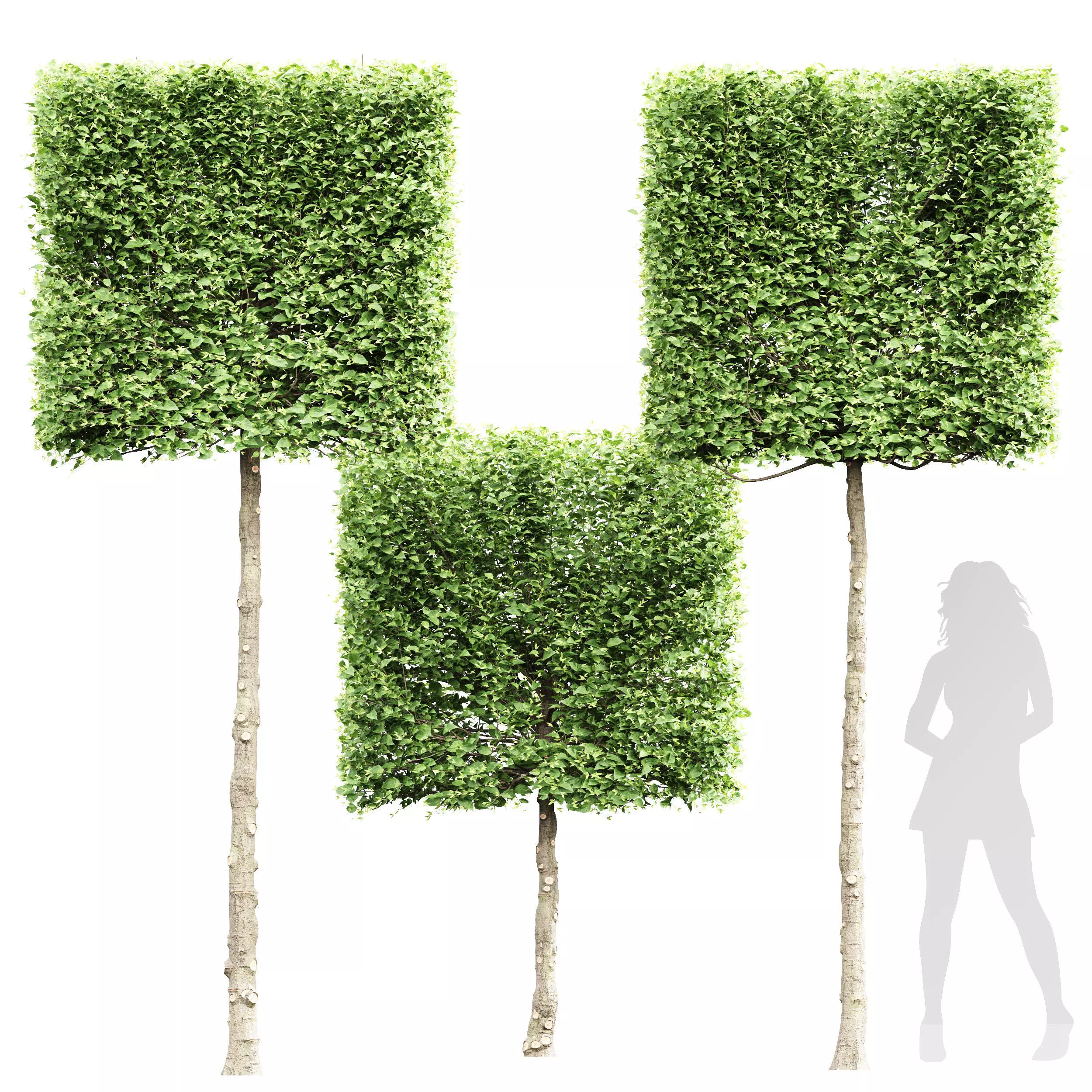 New Tree High detail Carpinus Betulus Broadleaf Box01 3D model_0