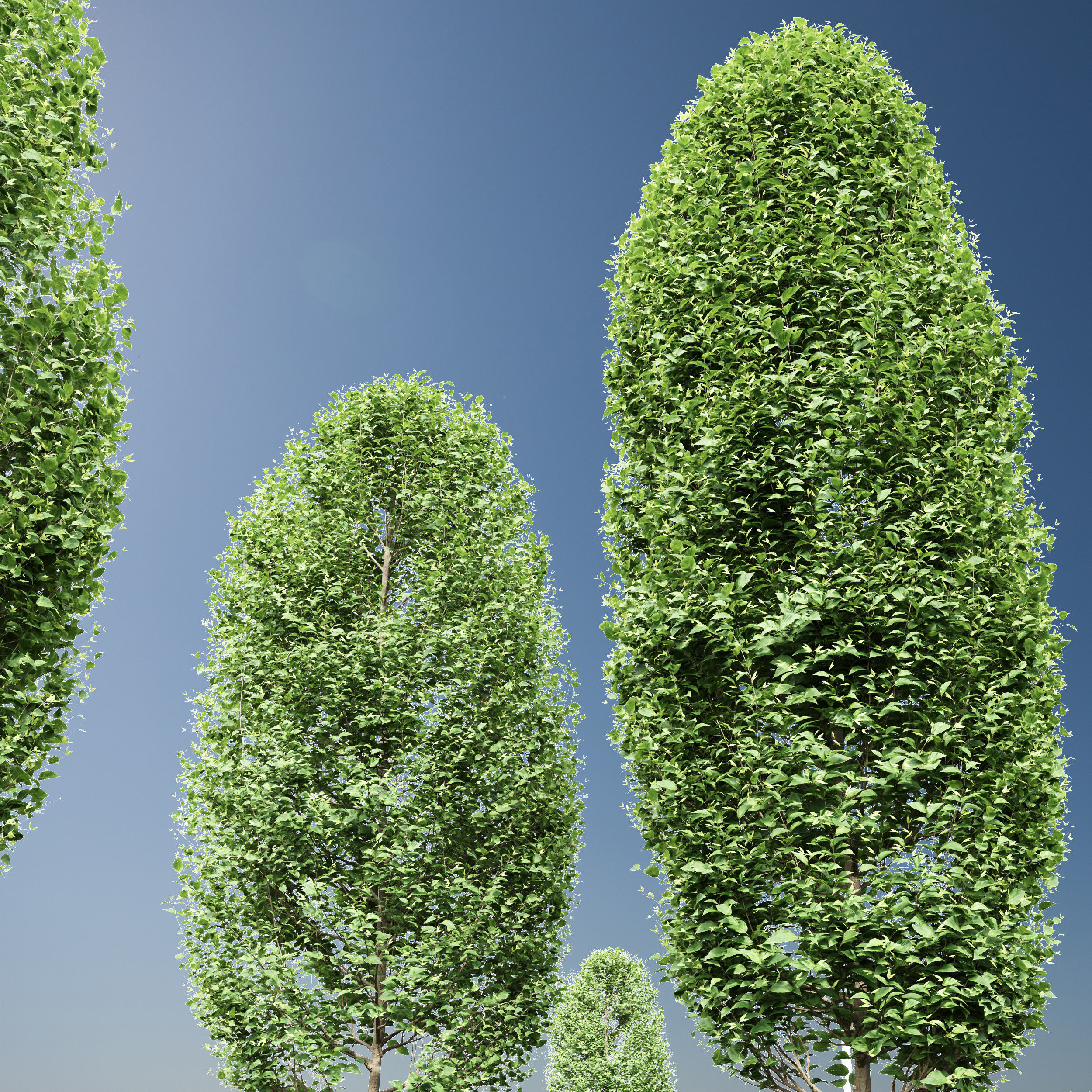 New Tree High detail Carpinus Betulus Broadleaf Pellet 3D model_2