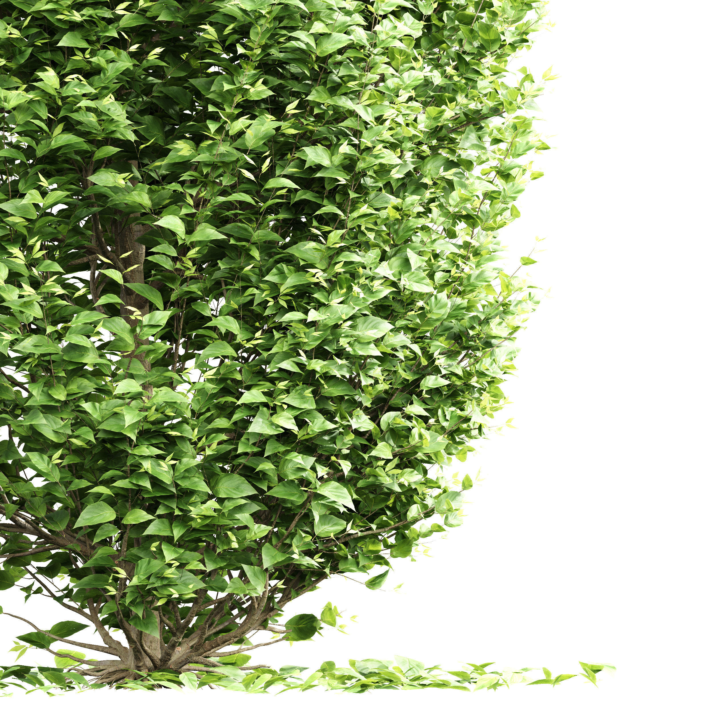 New Tree High detail Carpinus Betulus Broadleaf Pellet 3D model_1