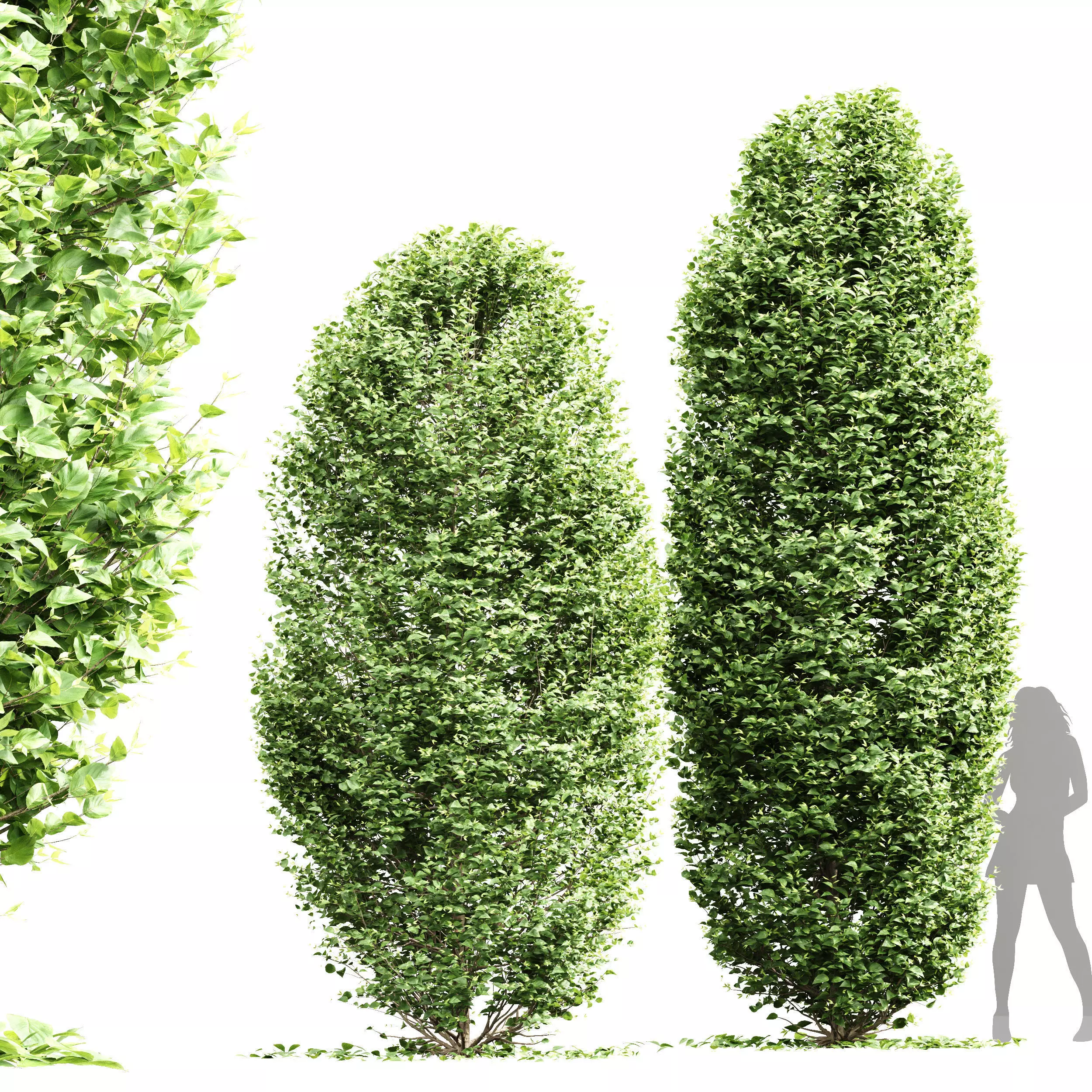 New Tree High detail Carpinus Betulus Broadleaf Pellet 3D model_0