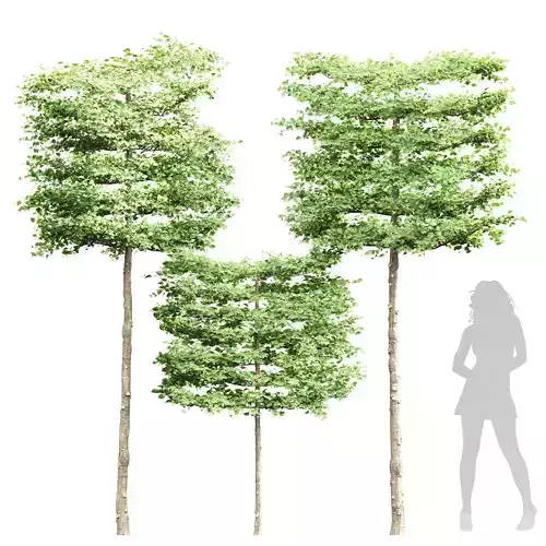 New Tree High detail Carpinus Betulus Broadleaf Pole 3D model