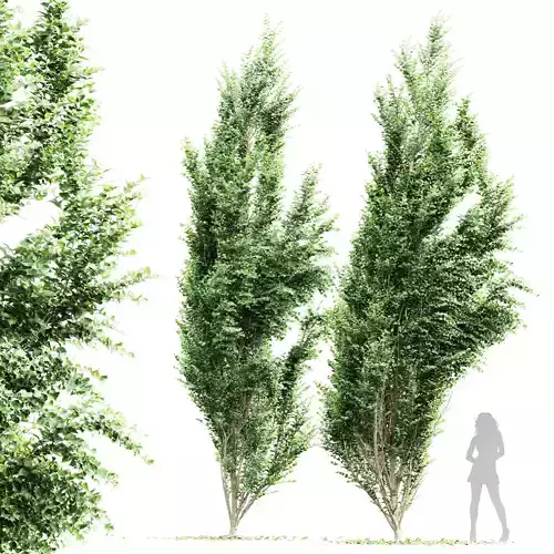 New Tree High detail Carpinus Betulus Broadleaf Windy 3D model