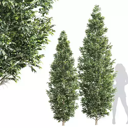 New Tree High detail Carpinus Betulus Bush Free 3D model