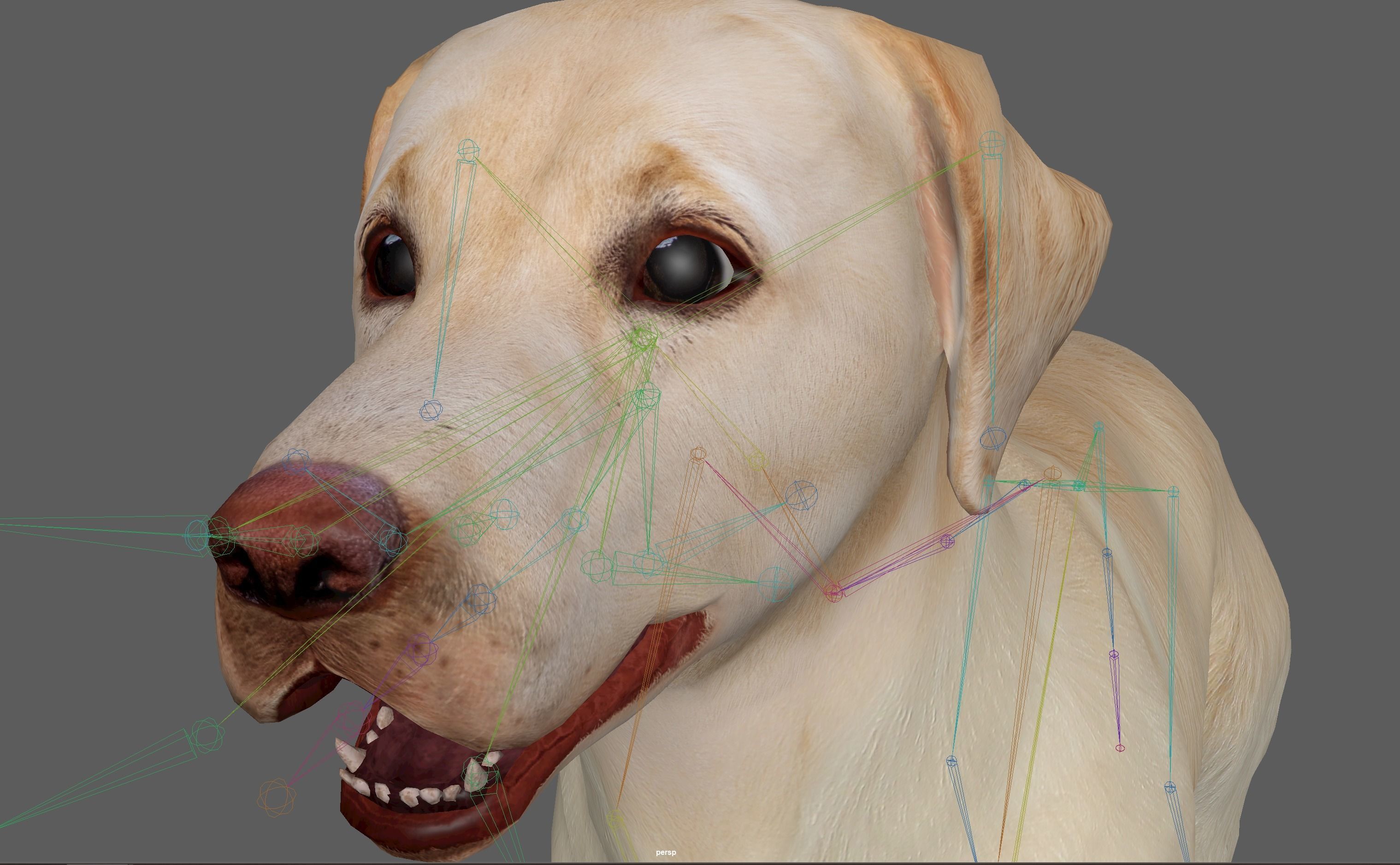 Labrador Retriever Dog 3D model_19