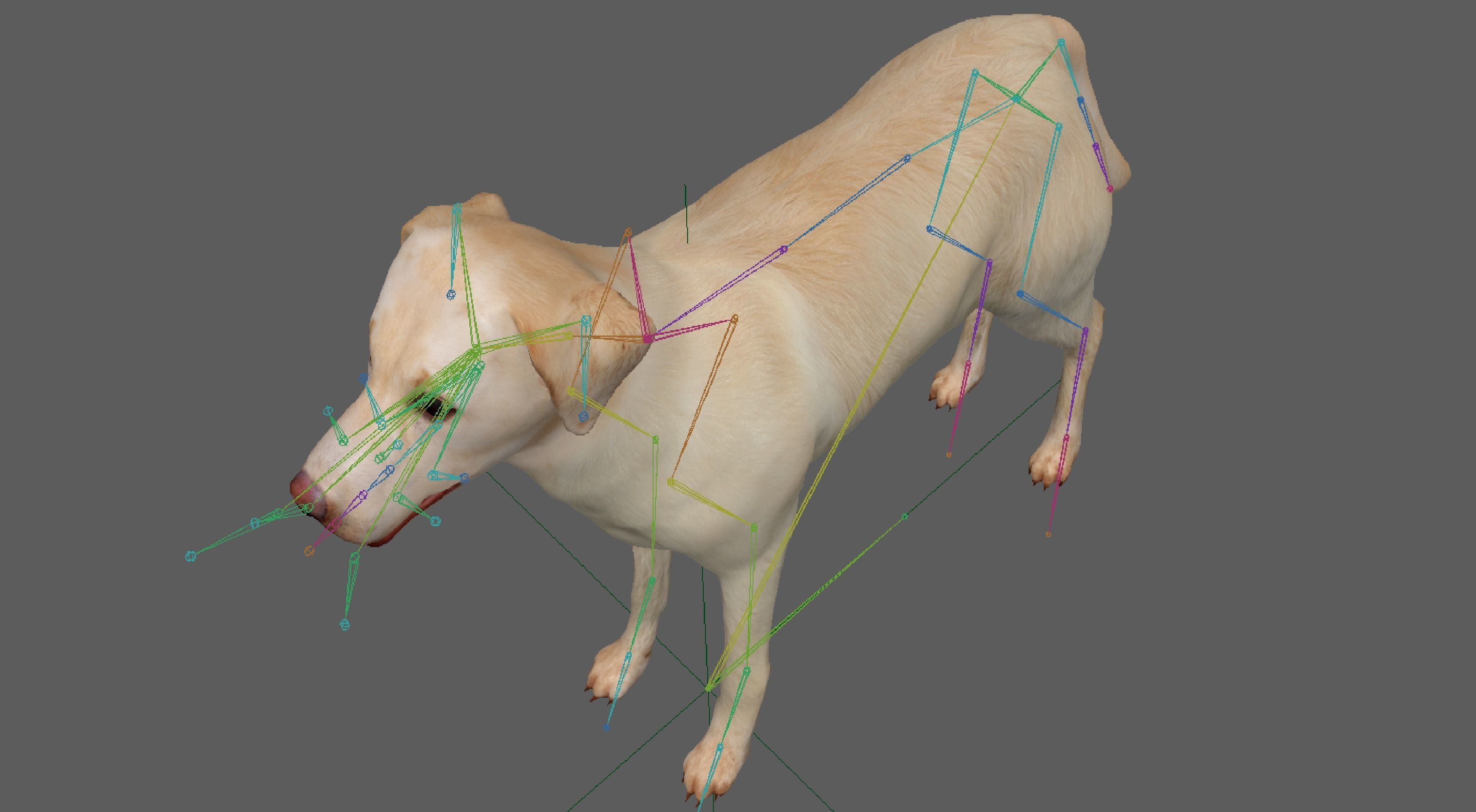 Labrador Retriever Dog 3D model_15