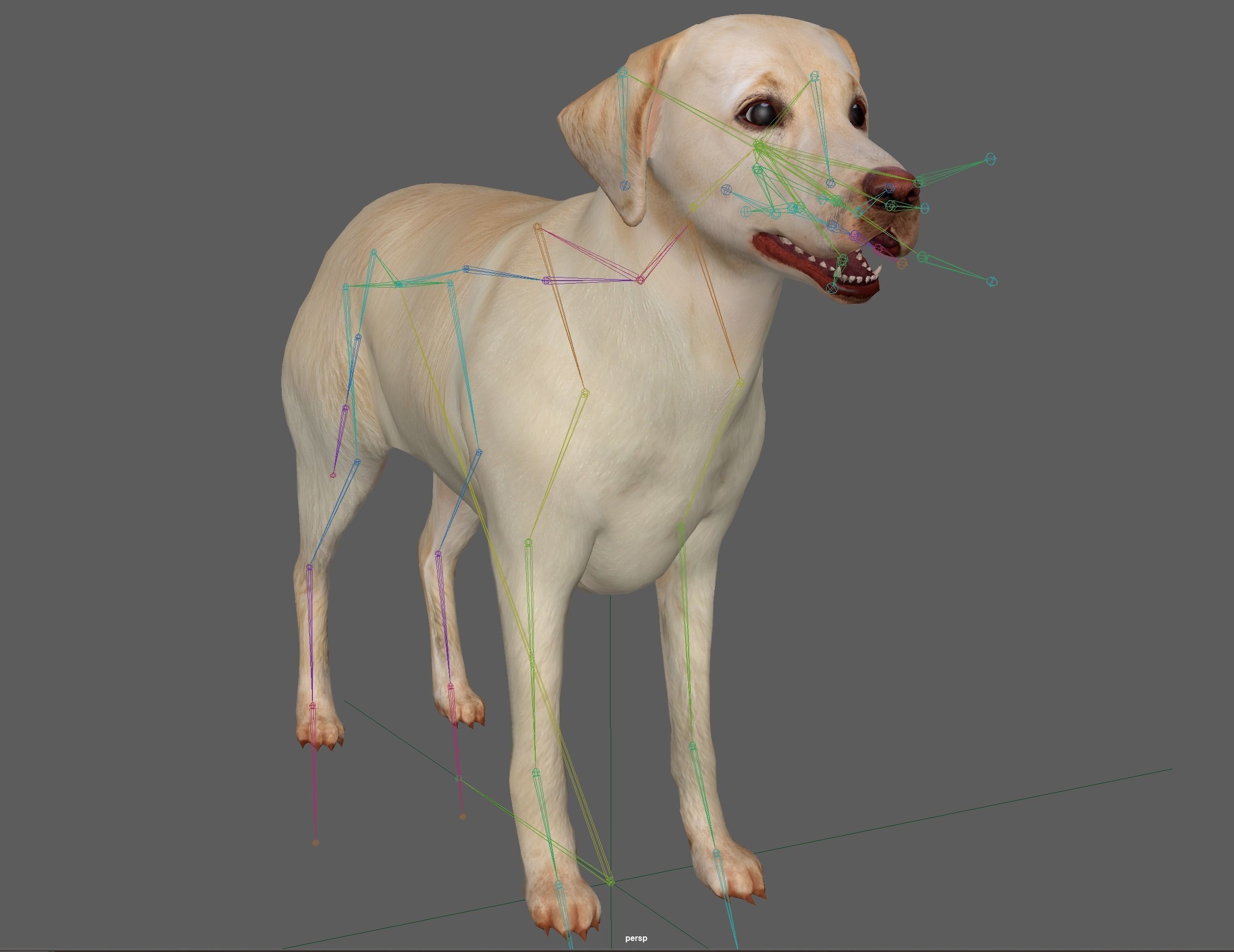 Labrador Retriever Dog 3D model_18
