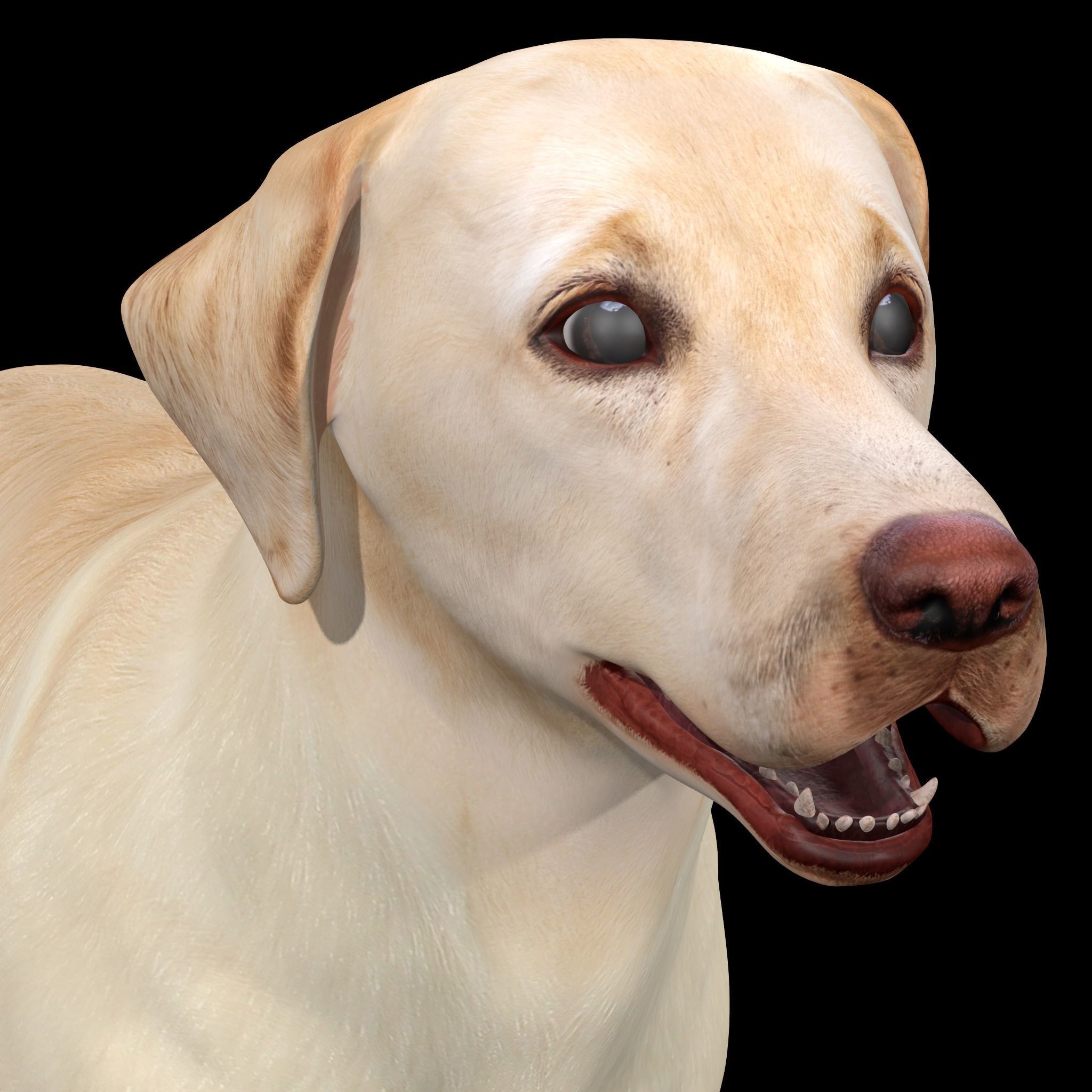 Labrador Retriever Dog 3D model_5
