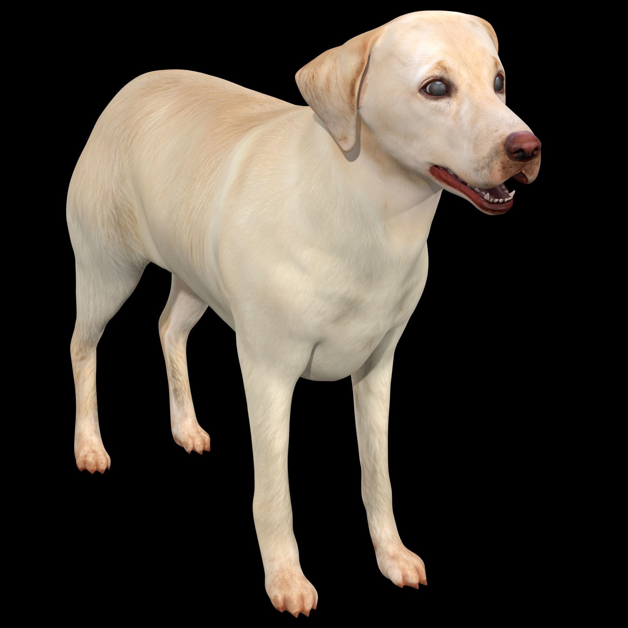 Labrador Retriever Dog 3D model_4